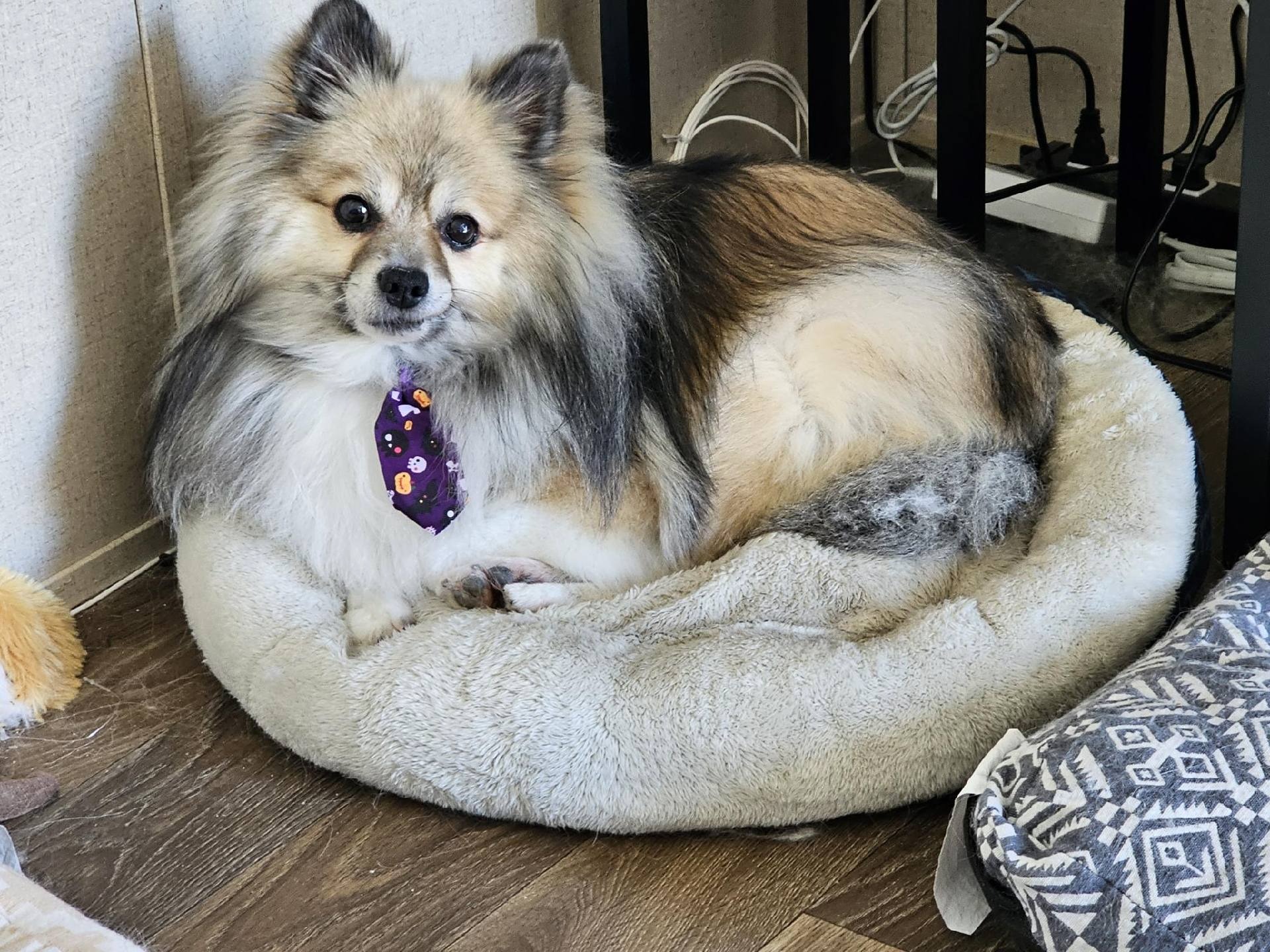 Puppy Grooming at Brandy's Pampered Pets in Louisville, KY
