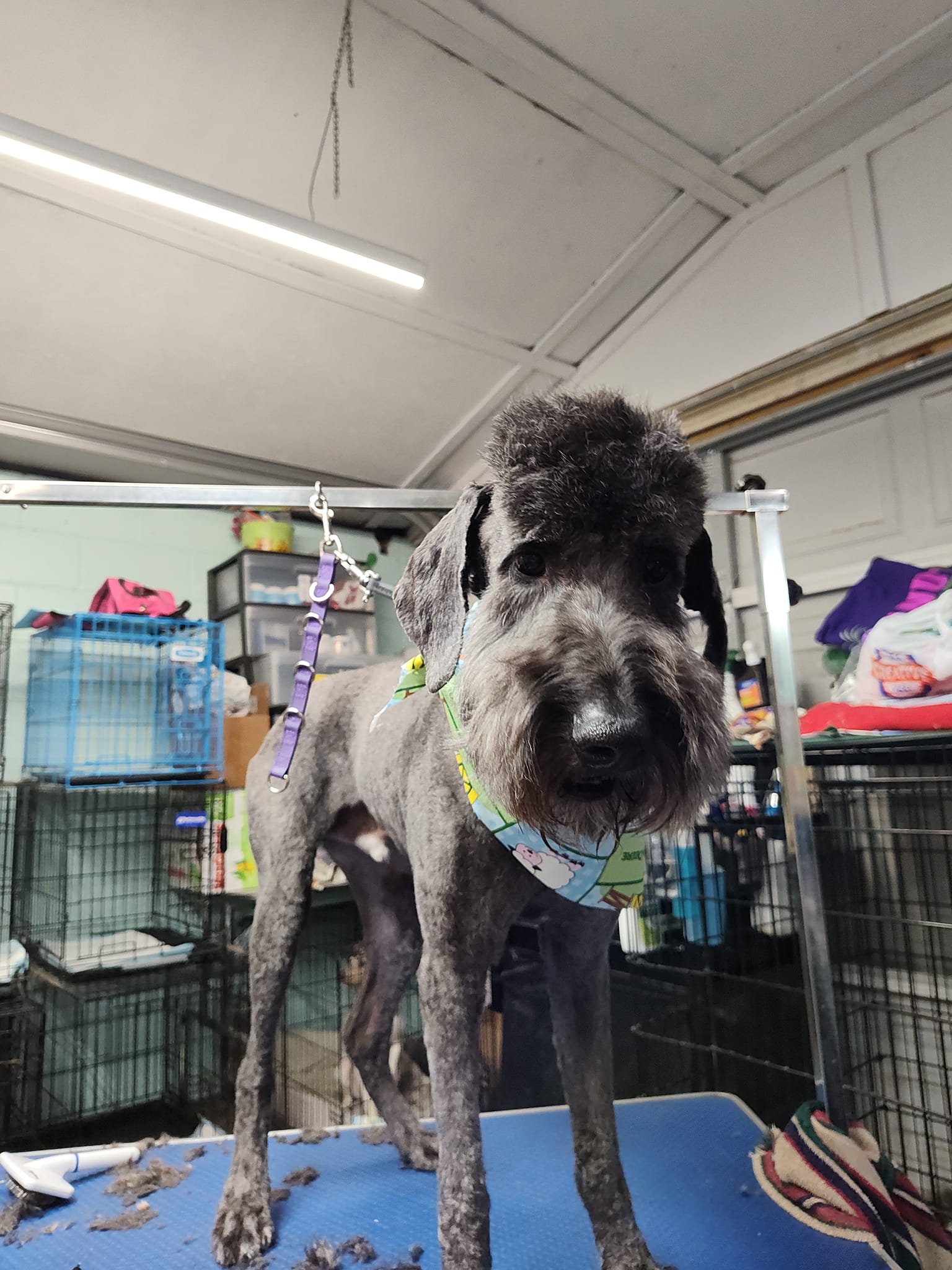 Freshly groomed schnauzer at Brandy's Pampered Pets — serving Valley Station KY pets