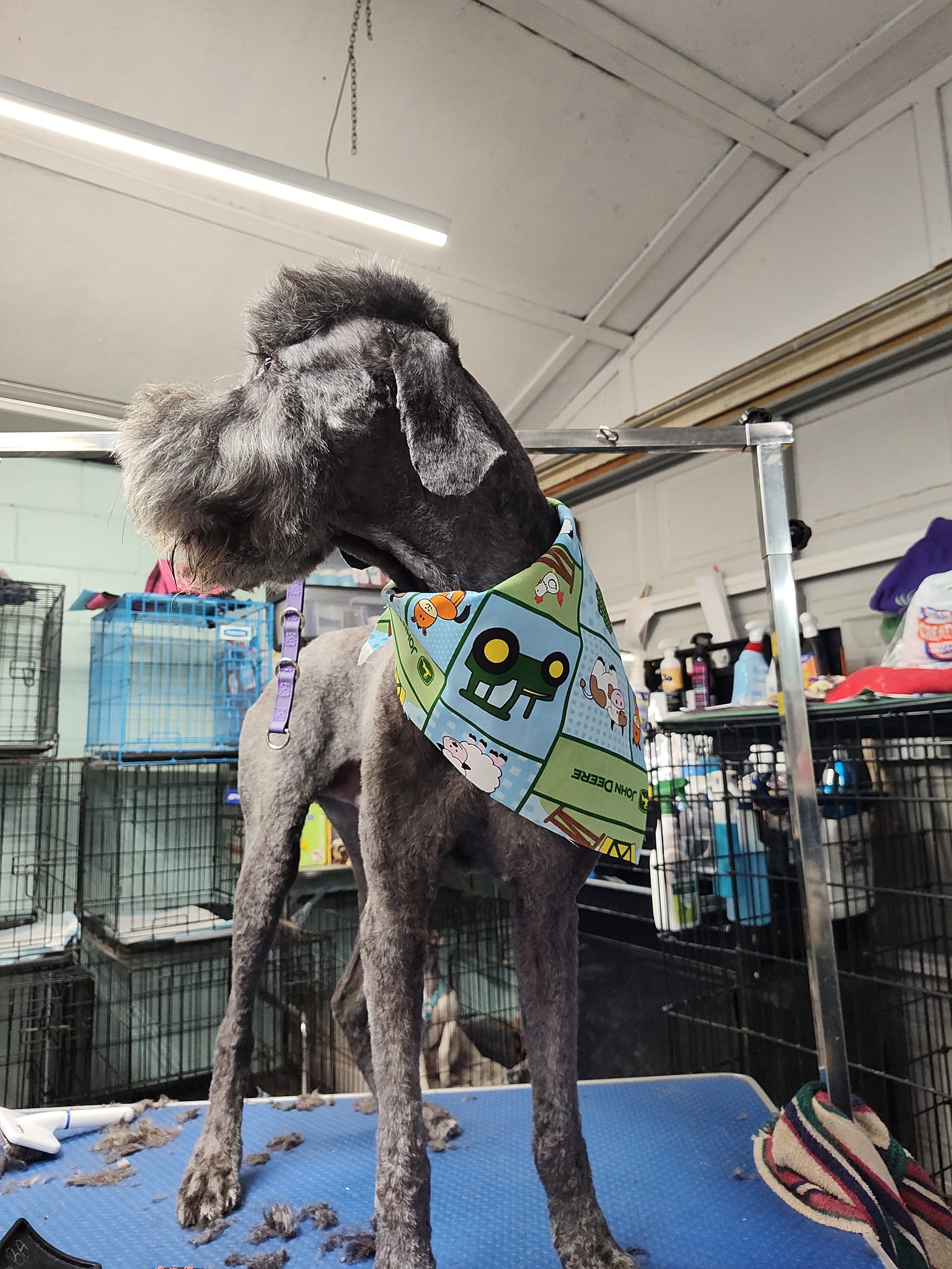 Full Service Pet Grooming at Brandy's Pampered Pets in Louisville, KY
