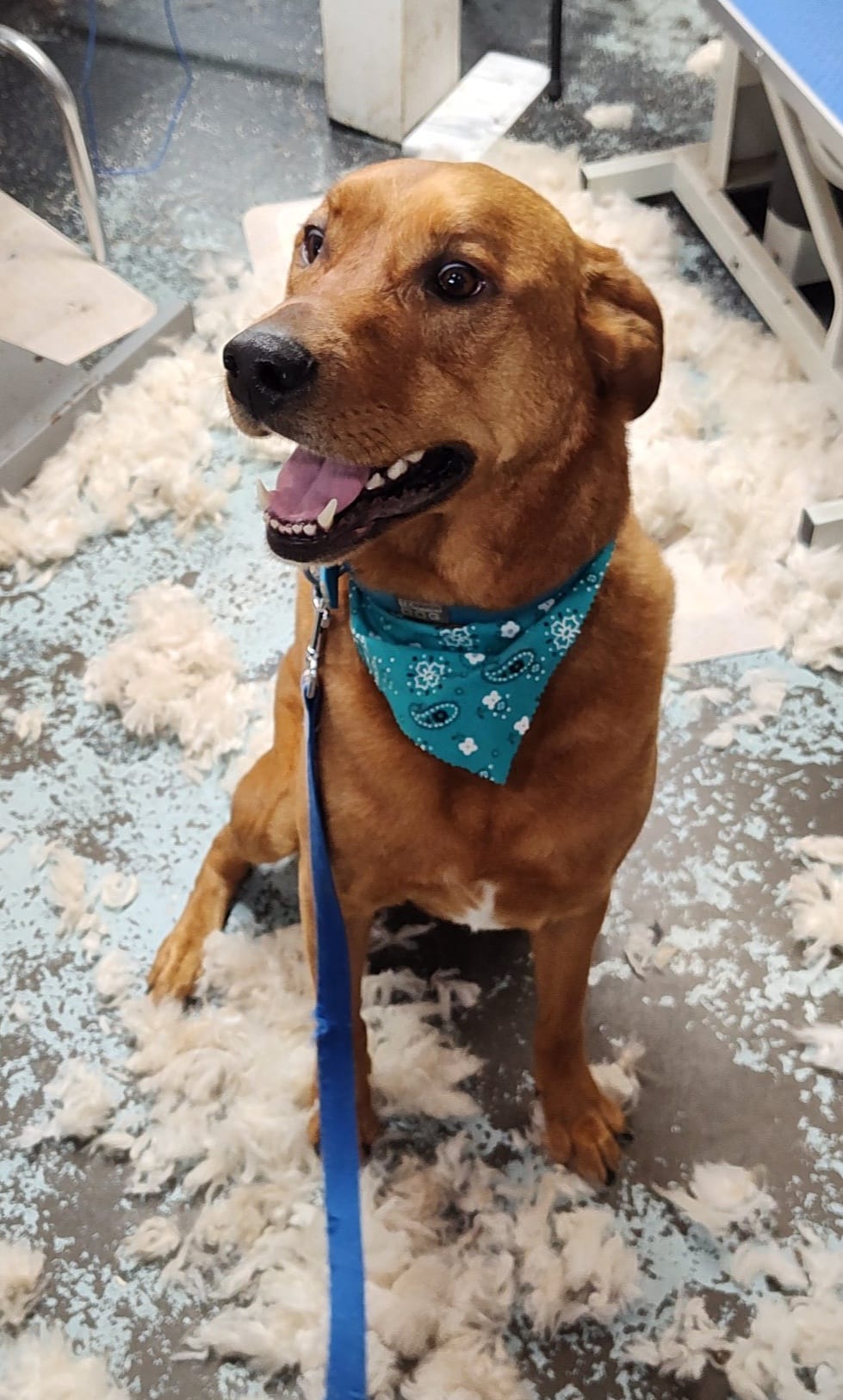 Dog Grooming & Haircuts at Brandy's Pampered Pets in Louisville, KY