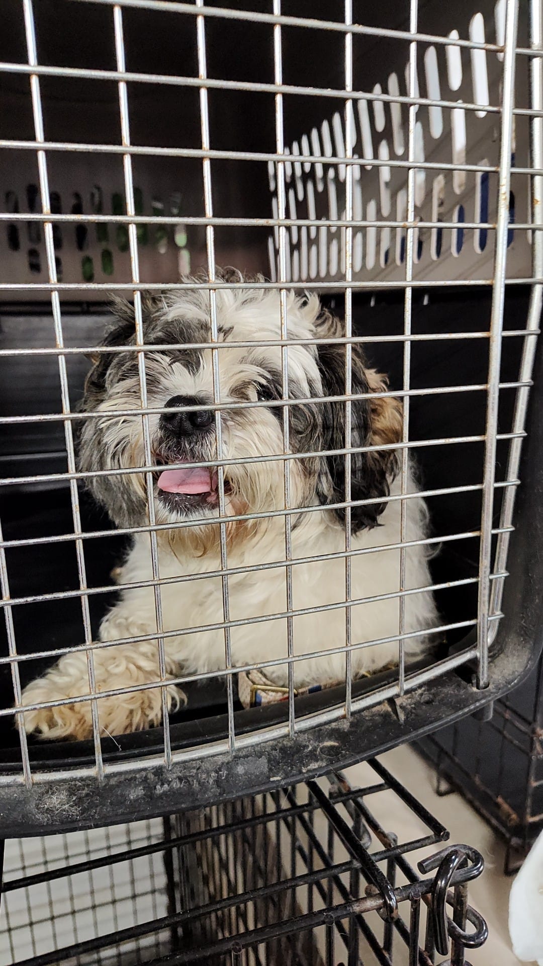 Small Dog Grooming at Brandy's Pampered Pets in Louisville, KY