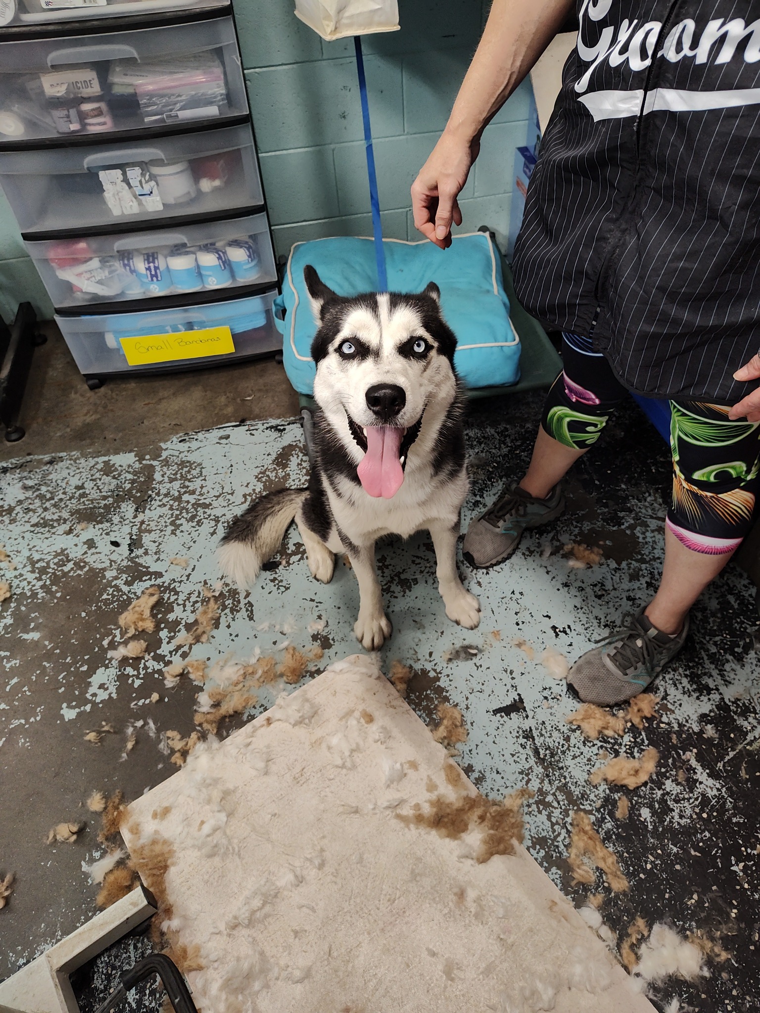 Dog De-shedding Service at Brandy's Pampered Pets in Louisville, KY