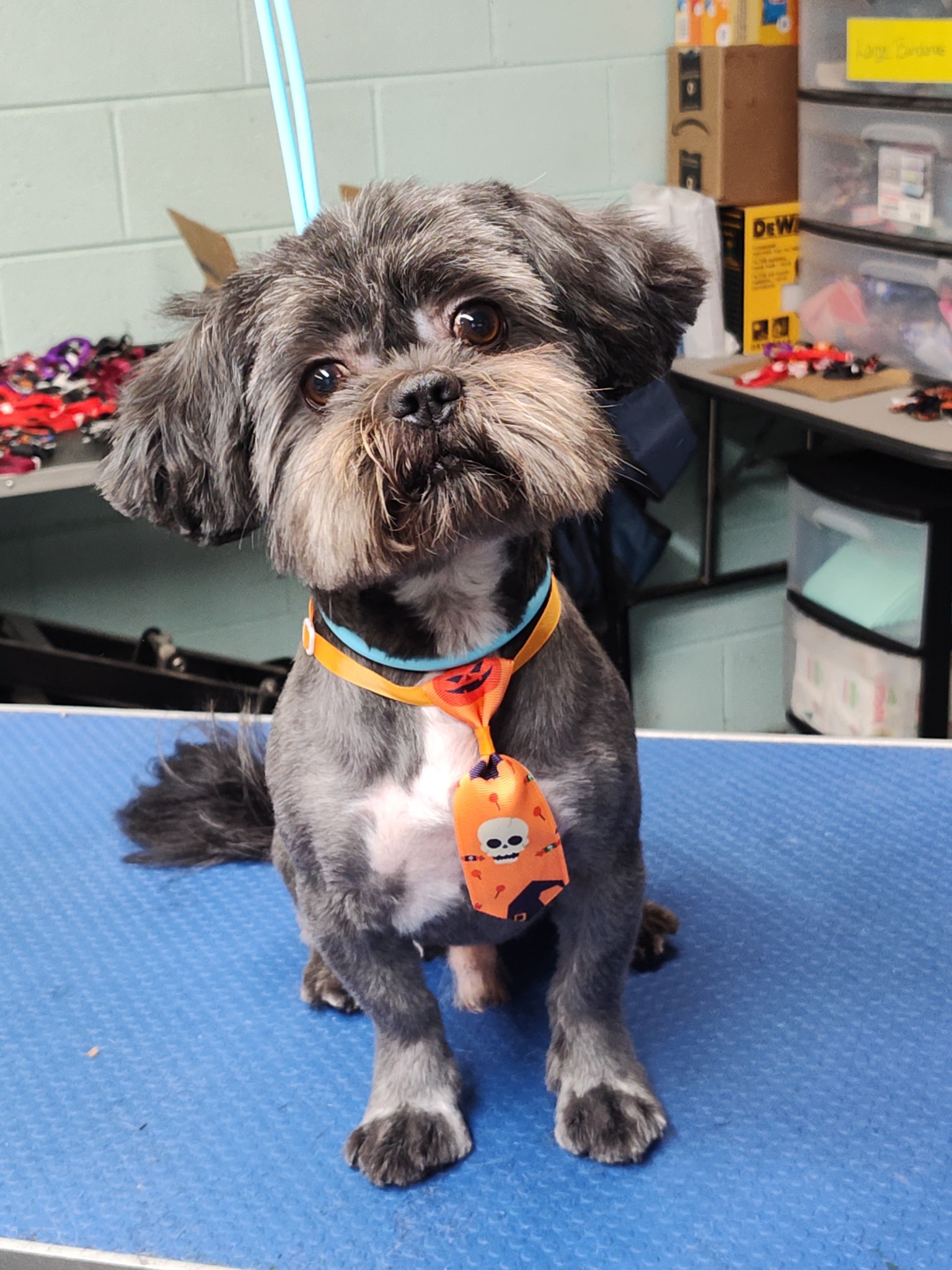 Dog Nail Trimming at Brandy's Pampered Pets in Louisville, KY