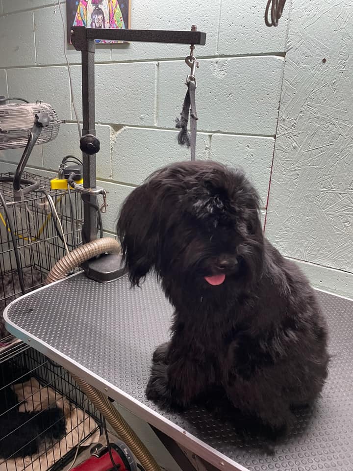 Large Dog Grooming at Brandy's Pampered Pets in Louisville, KY
