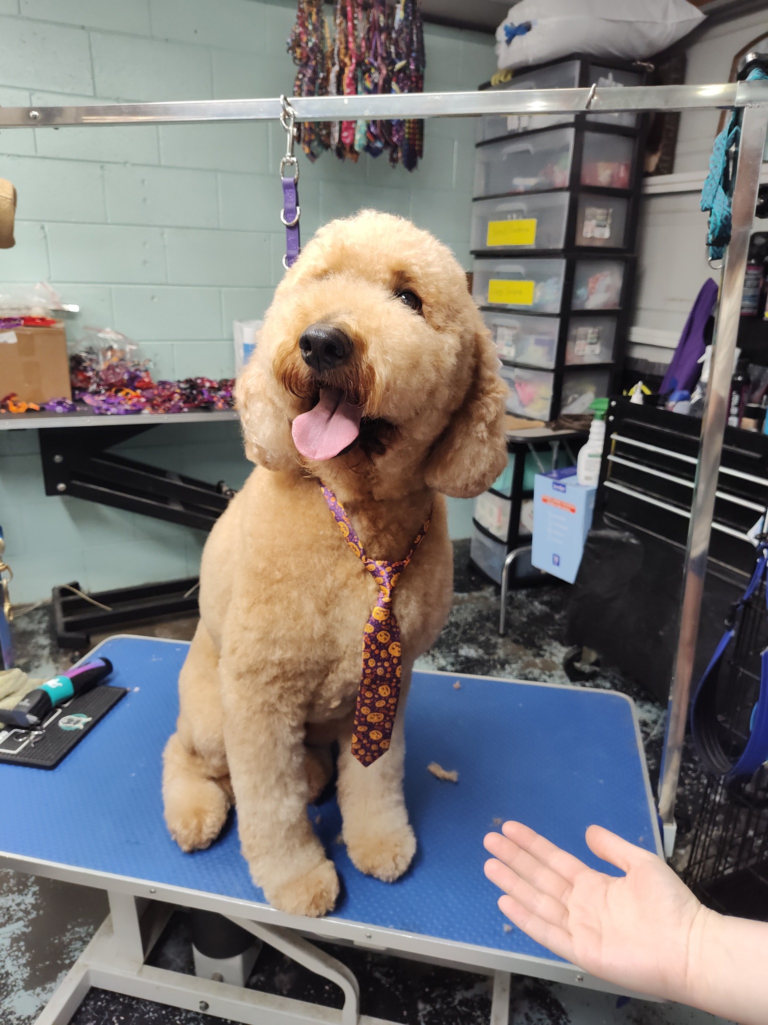 Pet Spa Services at Brandy's Pampered Pets in Louisville, KY