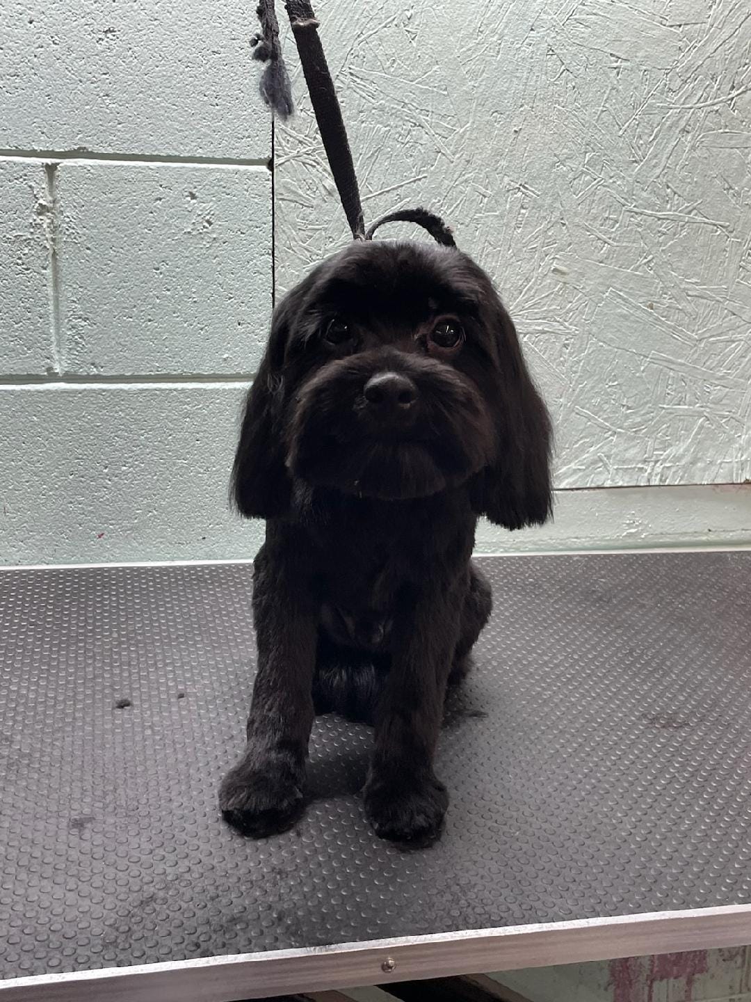 Dog Ear Cleaning at Brandy's Pampered Pets in Louisville, KY