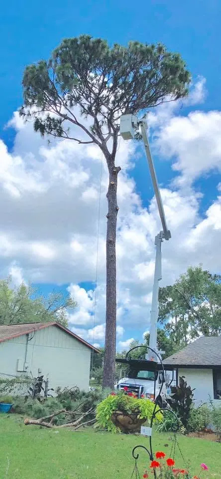 Boom lift crew topping a tall pine over a home in DeLand, FL