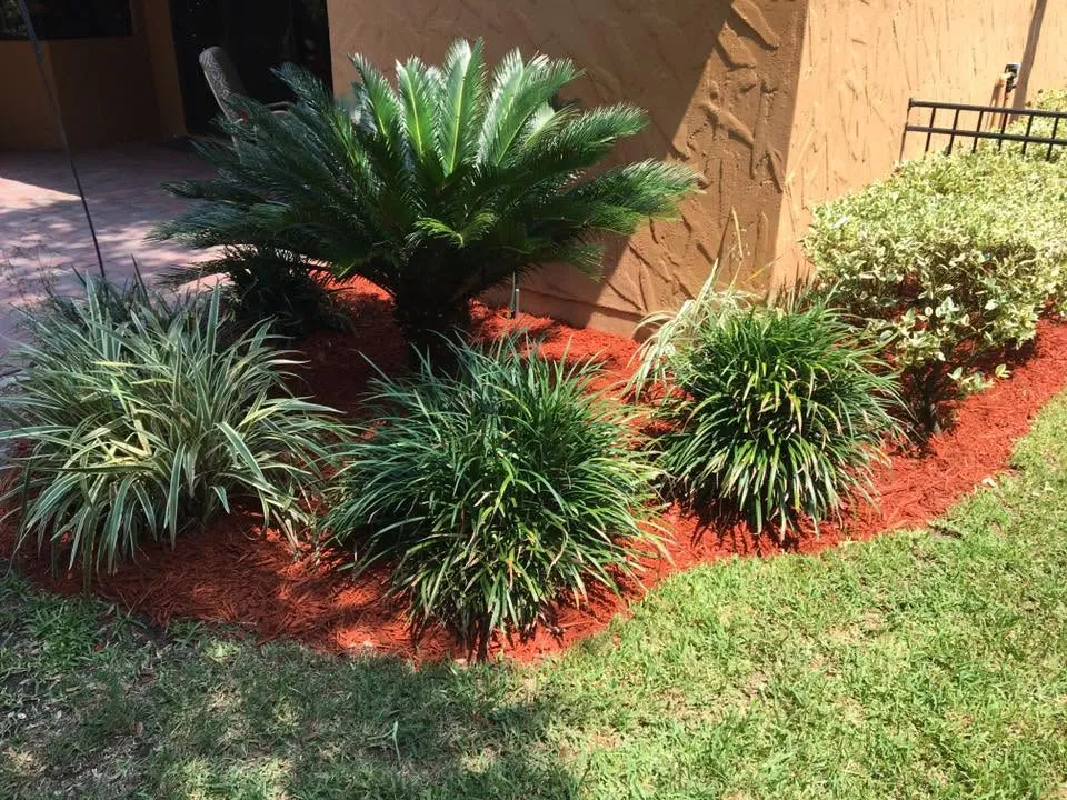 Sago palm and shrub bed finished with red mulch at a DeLand, FL home