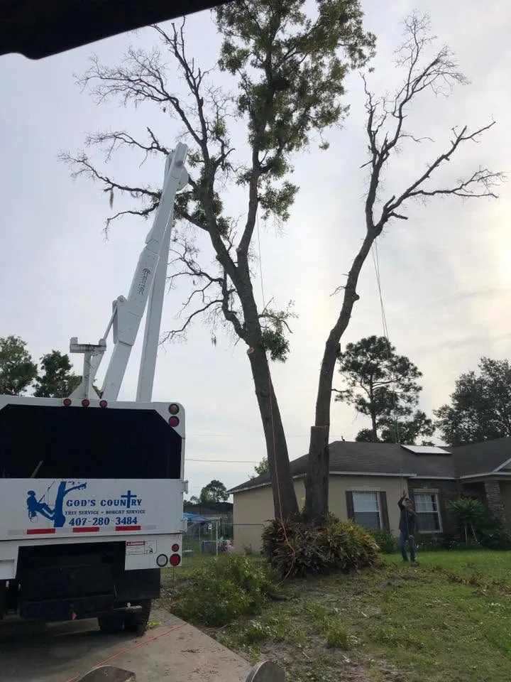 Chip truck and boom lift set up at a dead double-trunk tree leaning over a DeLand home