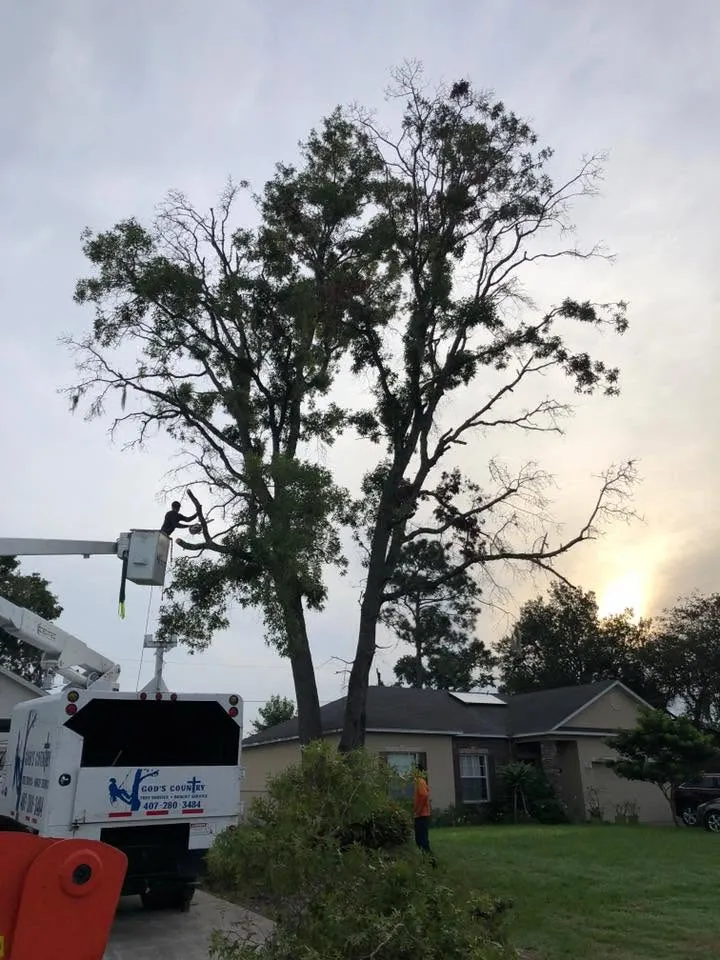 Bucket crew working a declining oak at sunrise in DeLand, FL
