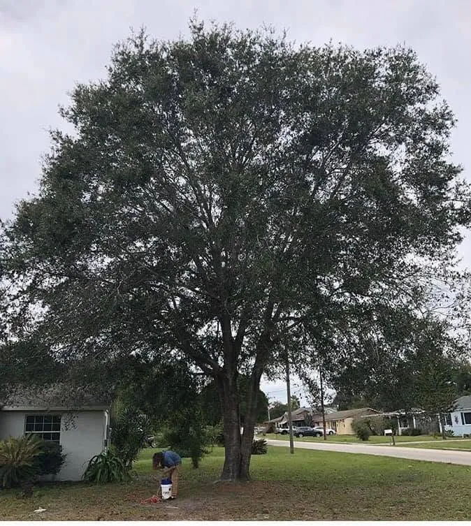Mature oak shading a corner-lot home before trimming in DeLand, FL
