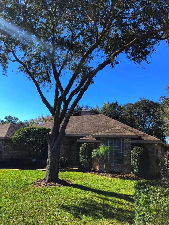 Cleanly reduced and shaped mature oak crown against blue sky after crown reduction in DeLand, FL