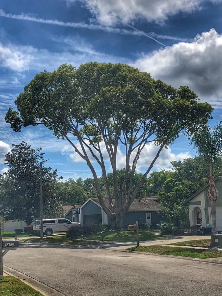 Cleanly lifted, vase-shaped tree canopy over a DeLand, FL street