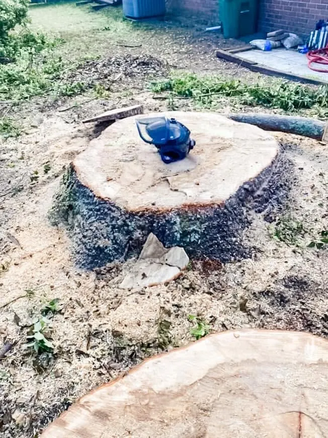 Flush-cut stump and sawdust after removing a large tree in DeLand, FL