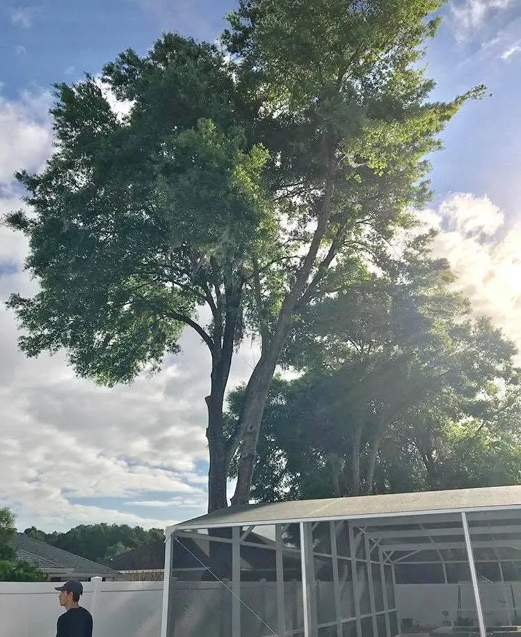 Arborist assessing a tall oak over a pool enclosure in DeLand, FL