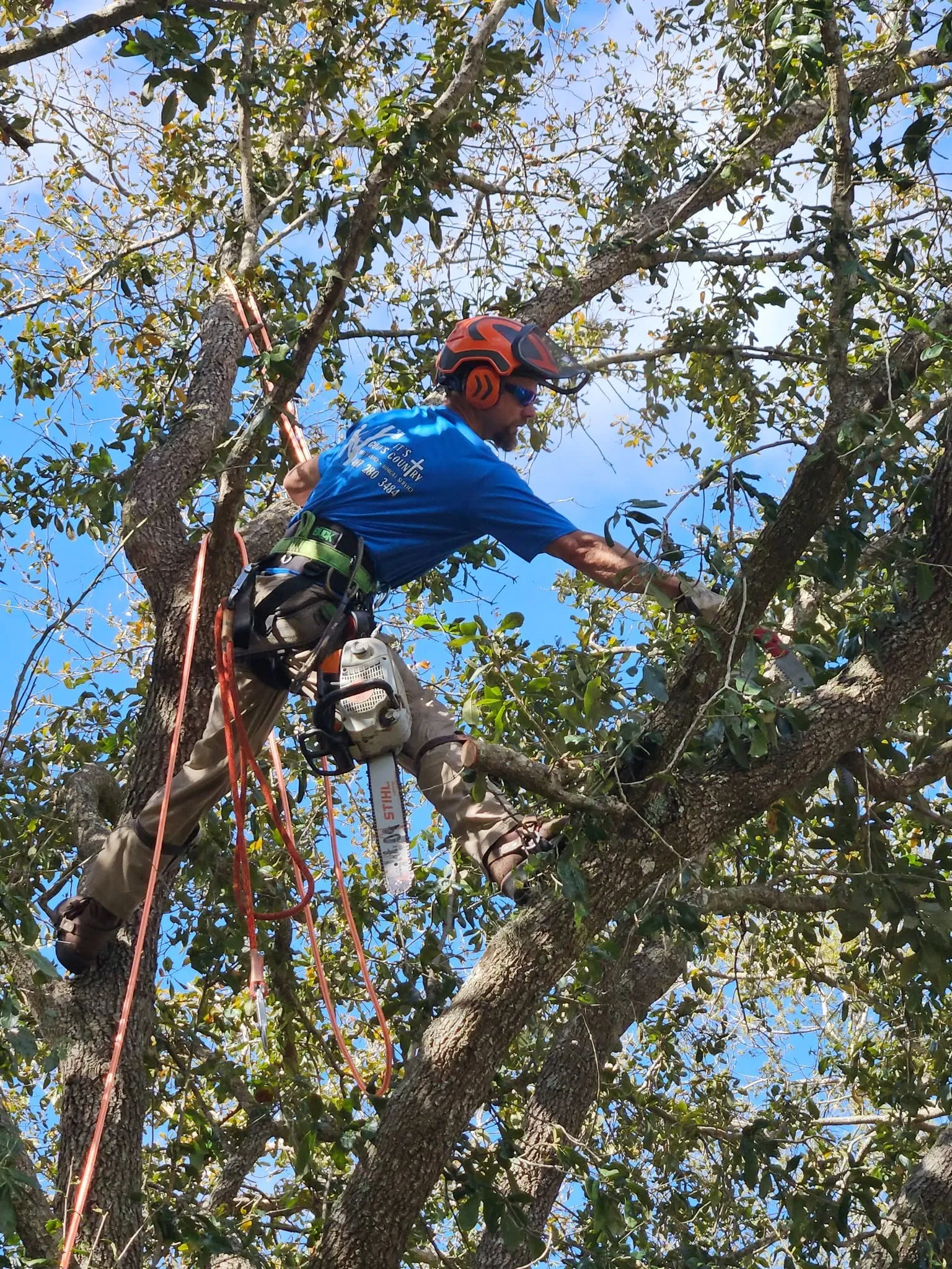 Roped arborist pruning branches inside an oak canopy in DeLand, FL